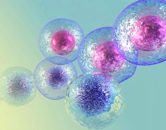 Illustration of dividing stem cells