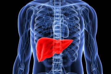 Illustration of the liver inside the human body