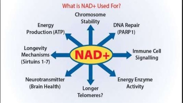 Diagram: roles of NAD+ in the body